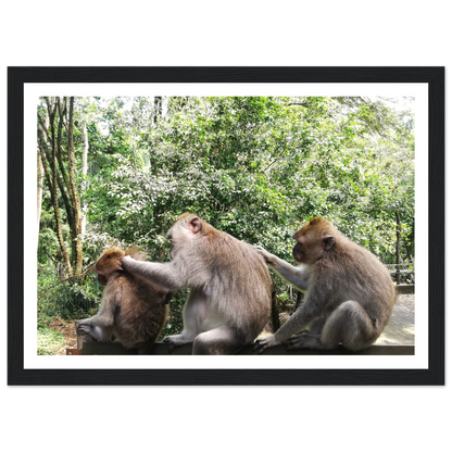 Monkey Scratchers - Poster - Arthena