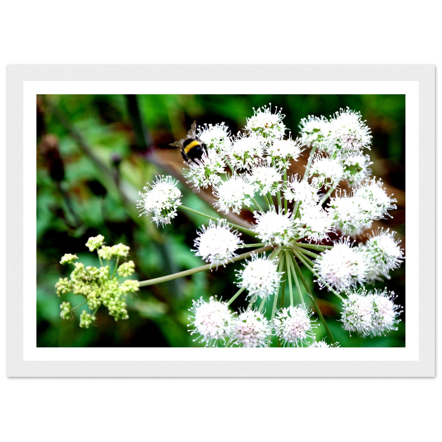 Expression of the Bumblebee - Arthena