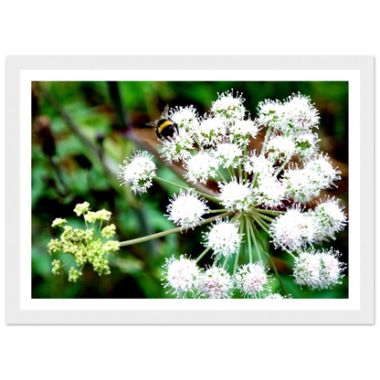 Expression of the Bumblebee - Arthena