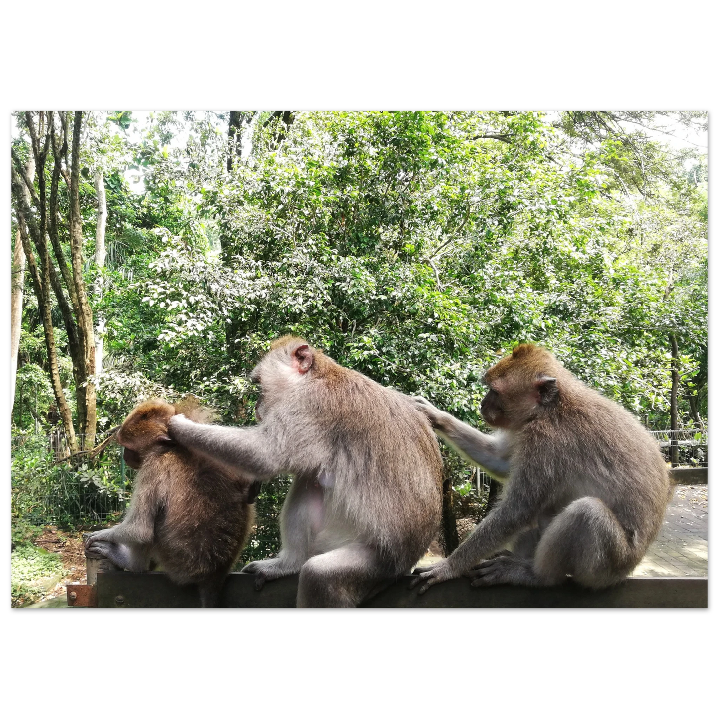Monkey Scratchers - Poster - Arthena