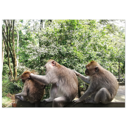 Monkey Scratchers - Poster - Arthena