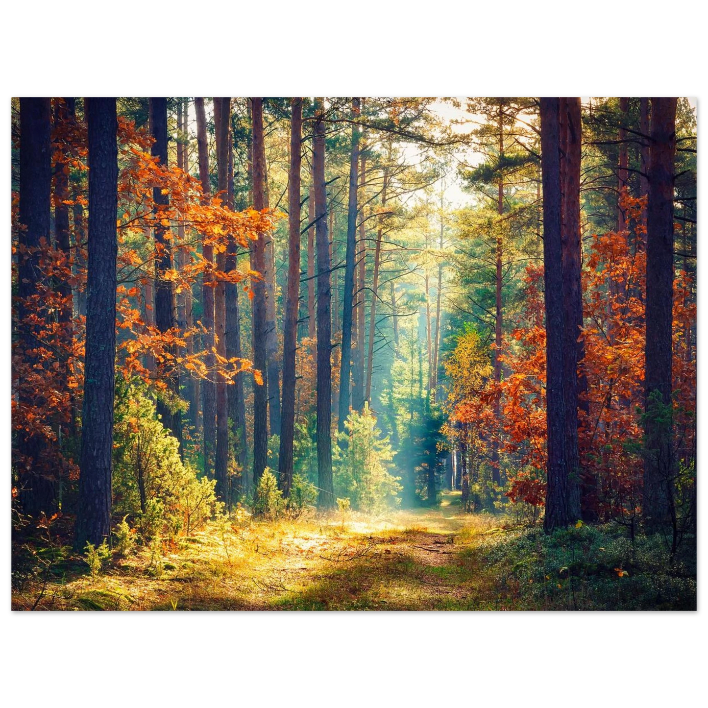 Path of Autumn Glow - Poster - Arthena
