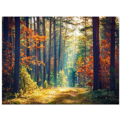 Path of Autumn Glow - Poster - Arthena
