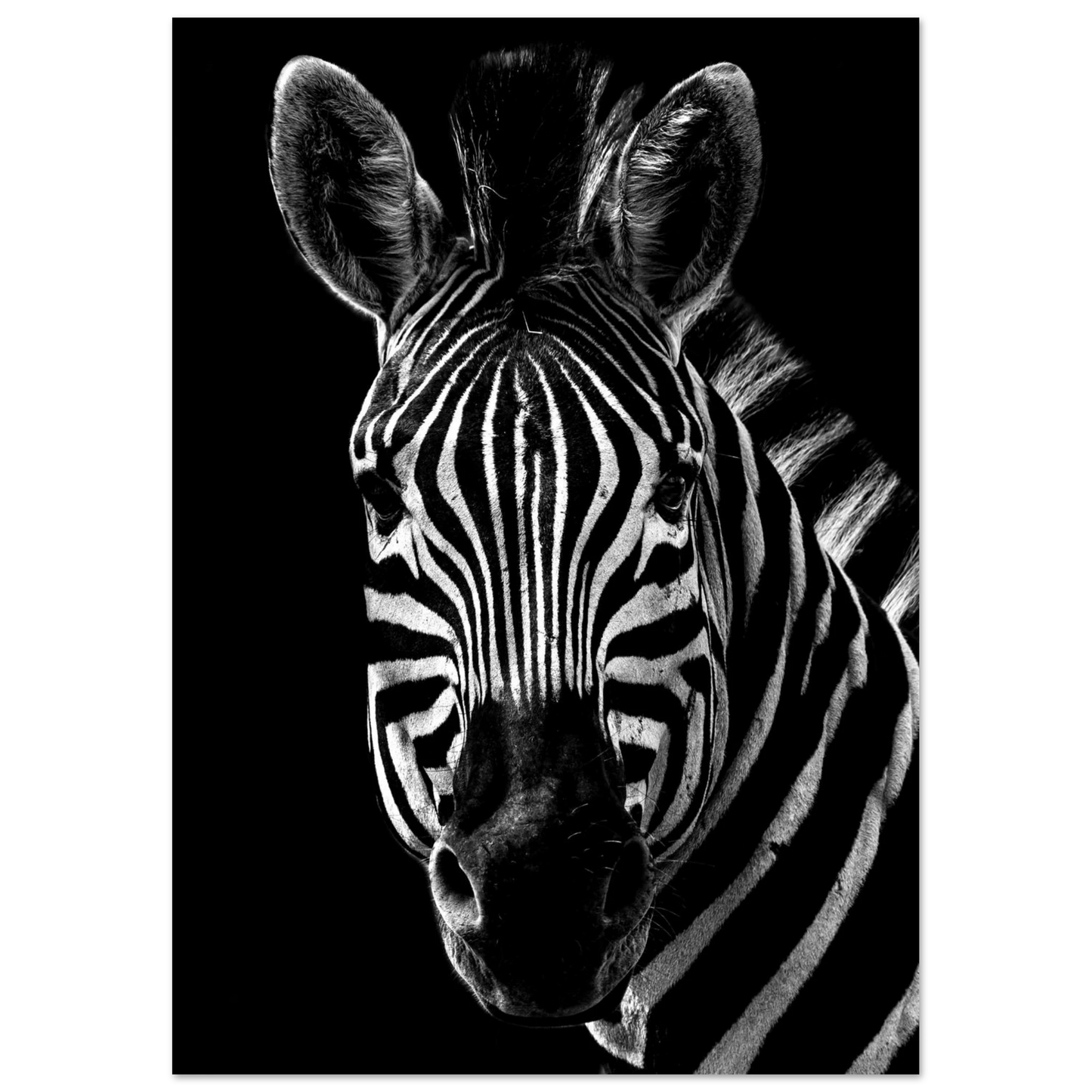Zebra - Poster - Arthena