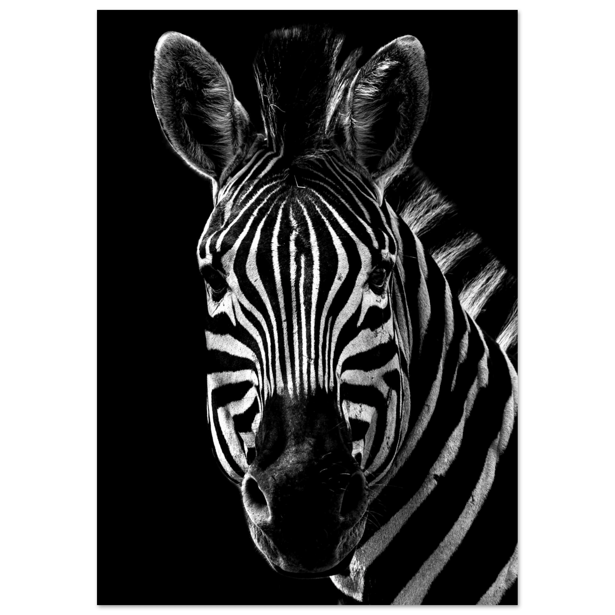 Zebra - Poster - Arthena