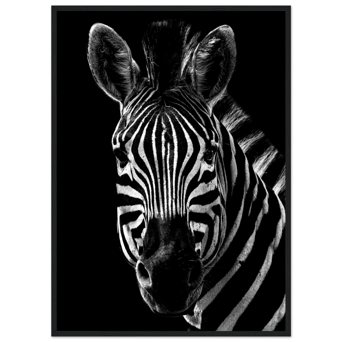 Zebra - Poster - Arthena