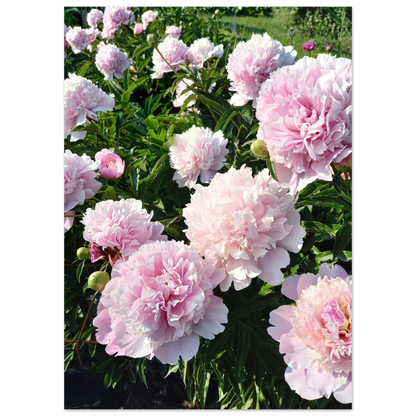 Peonies - Poster - Arthena