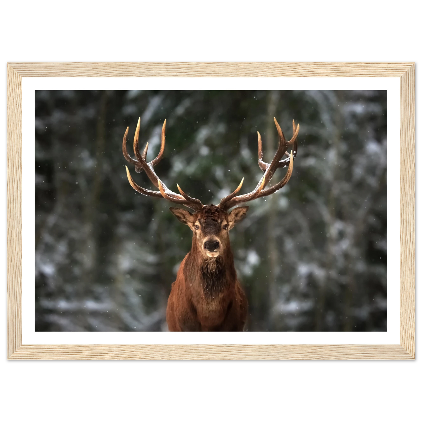Stag in snow - Poster - Arthena