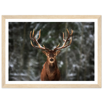 Stag in snow - Poster - Arthena