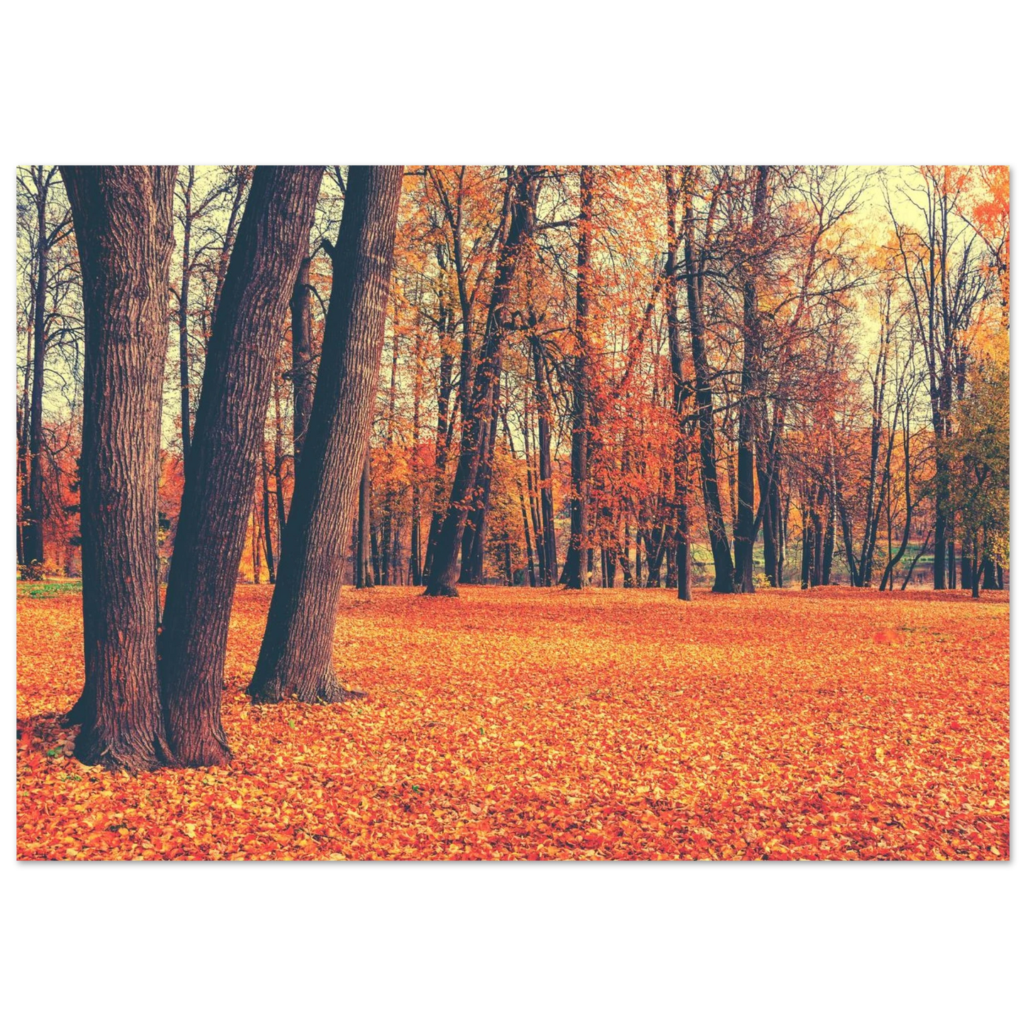 Autumn Carpet - Poster - Arthena