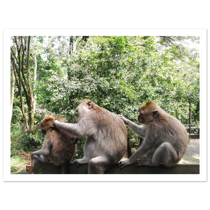 Monkey Scratchers - Poster - Arthena