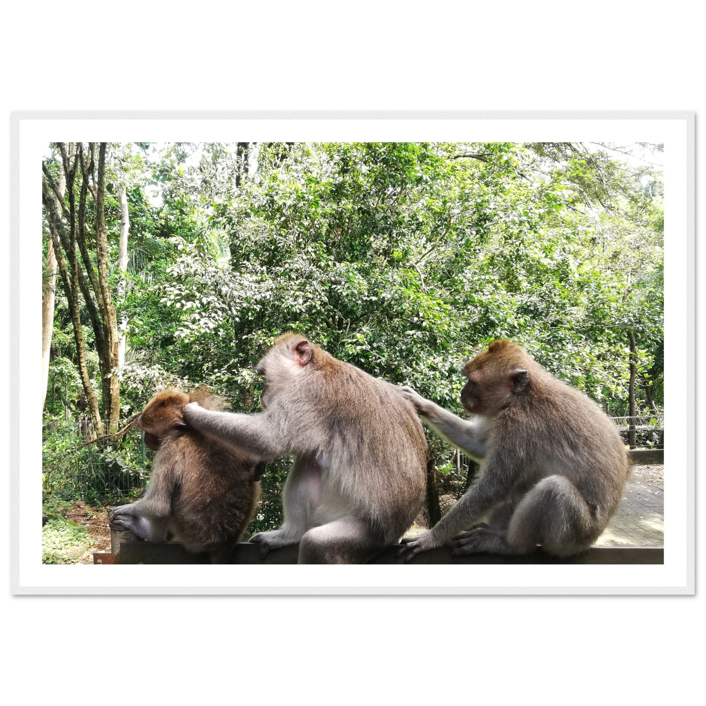 Monkey Scratchers - Poster - Arthena