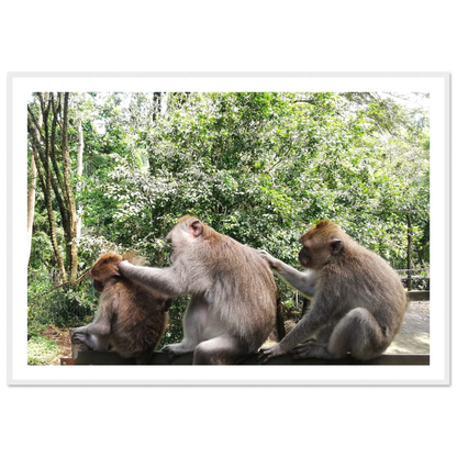 Monkey Scratchers - Poster - Arthena