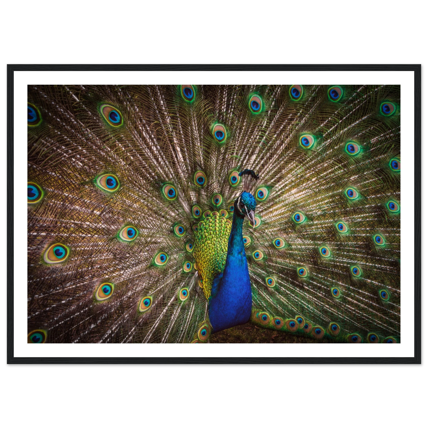 Crown of feathers - Poster - Arthena