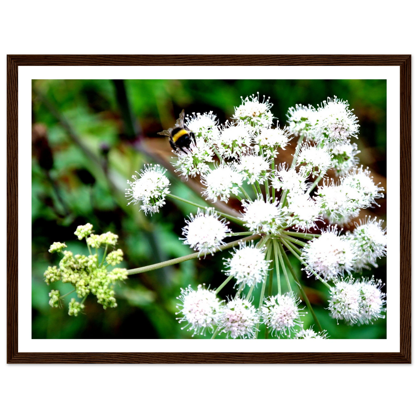 Expression of the Bumblebee - Arthena
