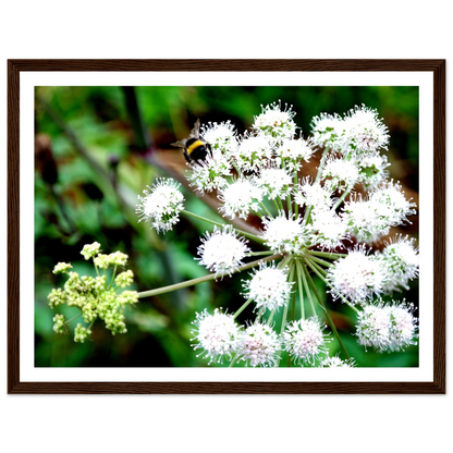 Expression of the Bumblebee - Arthena