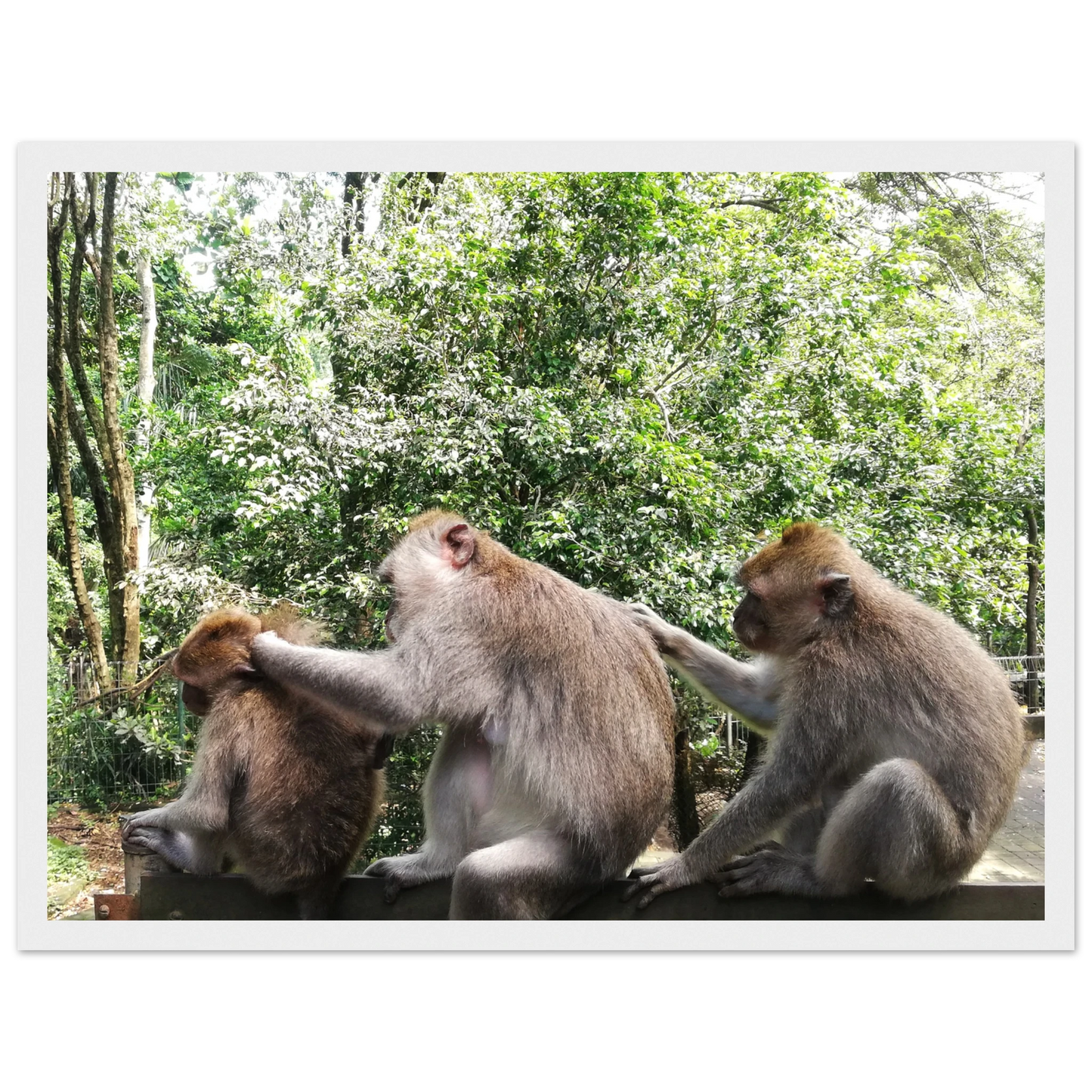 Monkey Scratchers - Poster - Arthena