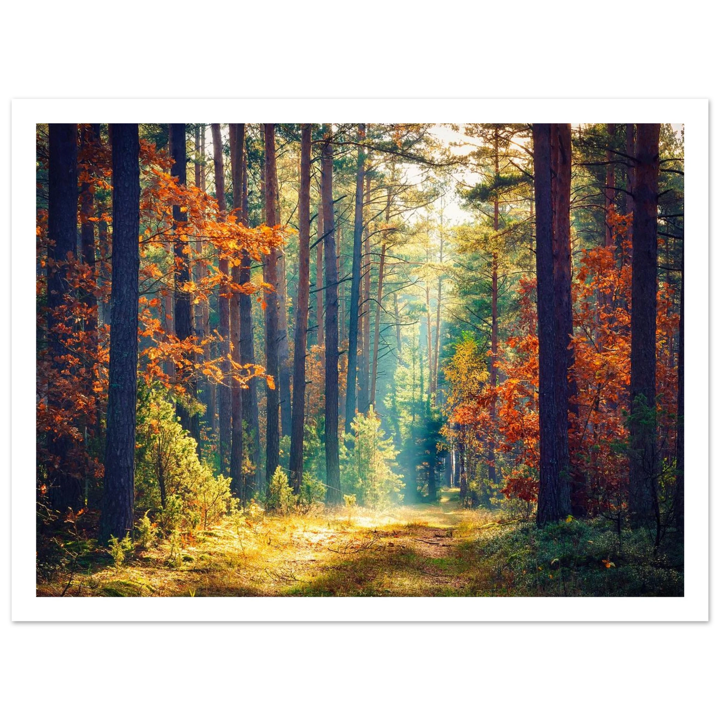 Path of Autumn Glow - Poster - Arthena