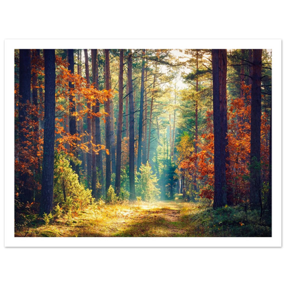 Path of Autumn Glow - Poster - Arthena