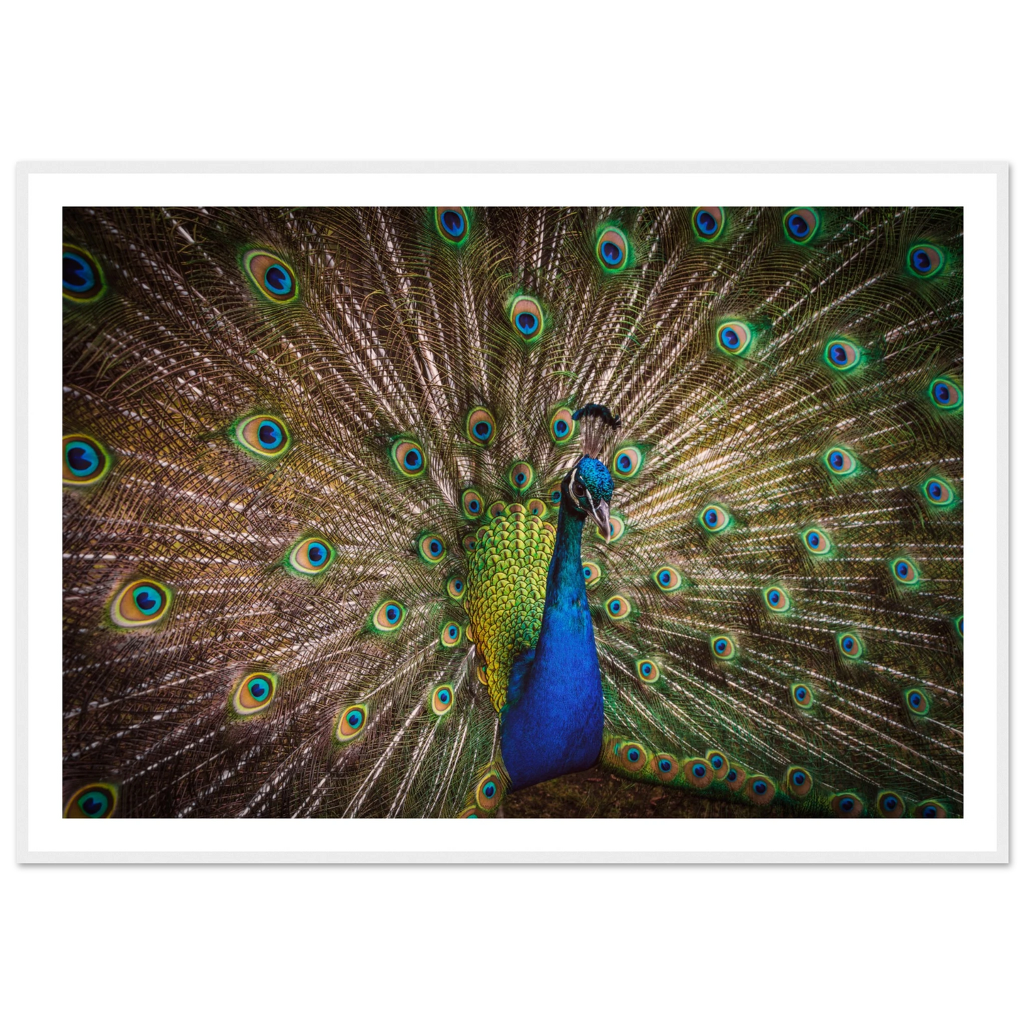 Crown of feathers - Poster - Arthena