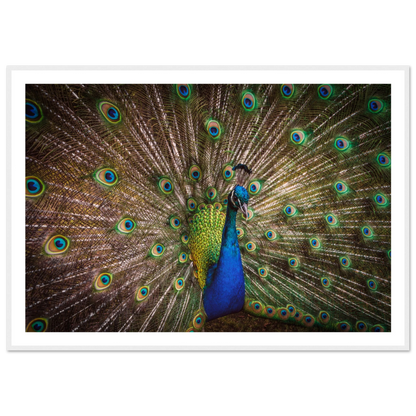 Crown of feathers - Poster - Arthena