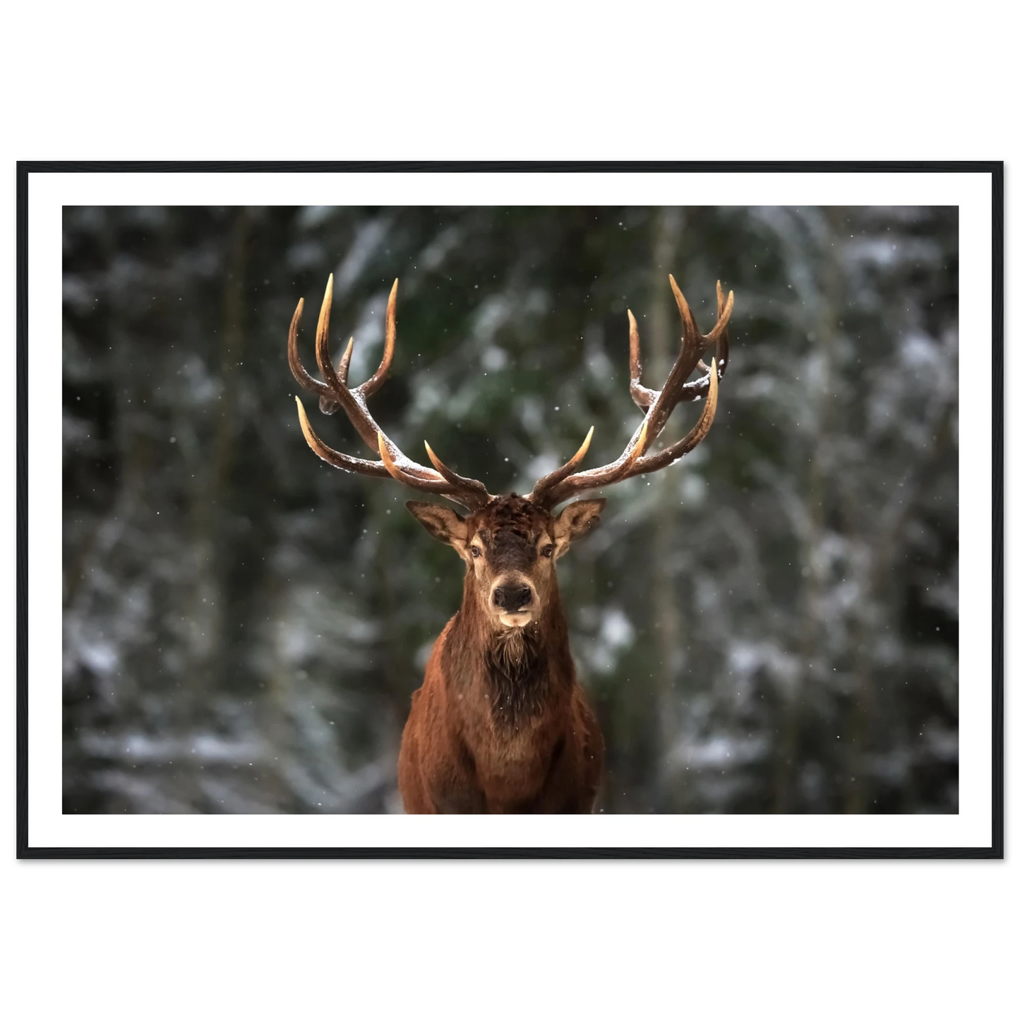 Stag in snow - Poster - Arthena