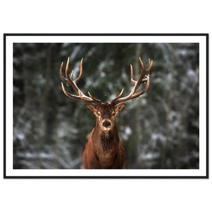 Stag in snow - Poster - Arthena