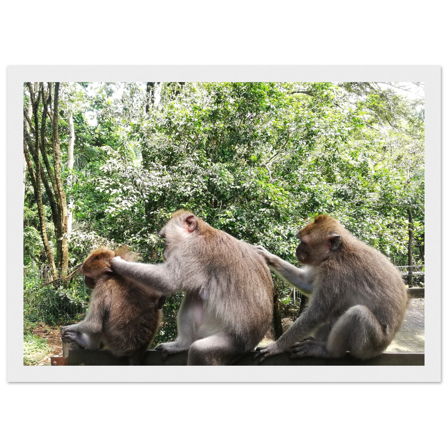 Monkey Scratchers - Poster - Arthena