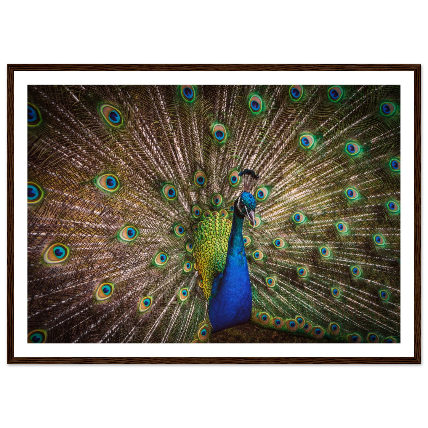 Crown of feathers - Poster - Arthena