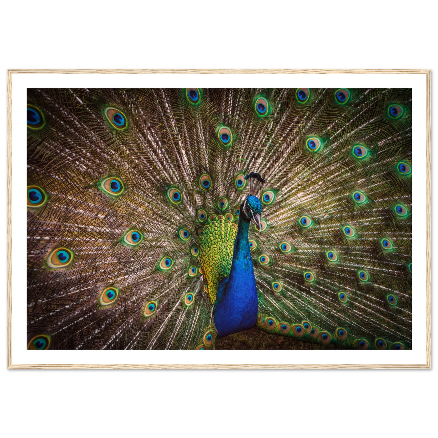Crown of feathers - Poster - Arthena
