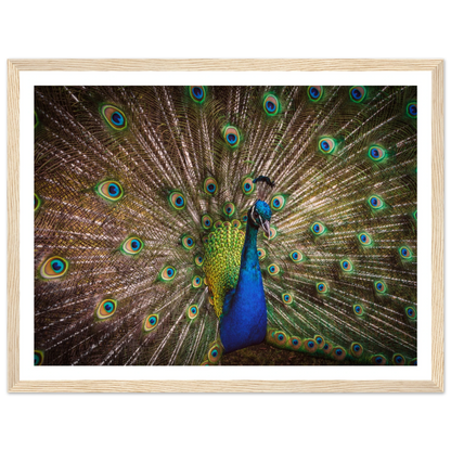 Crown of feathers - Poster - Arthena
