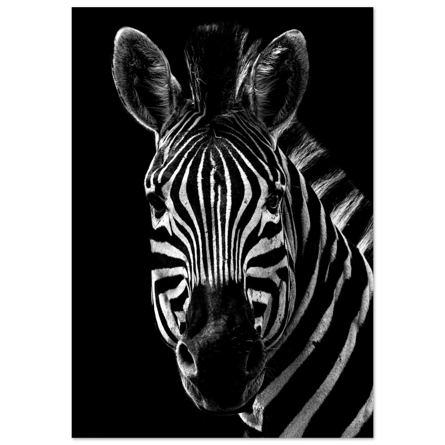 Zebra - Poster - Arthena