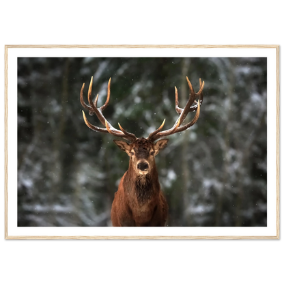 Stag in snow - Poster - Arthena