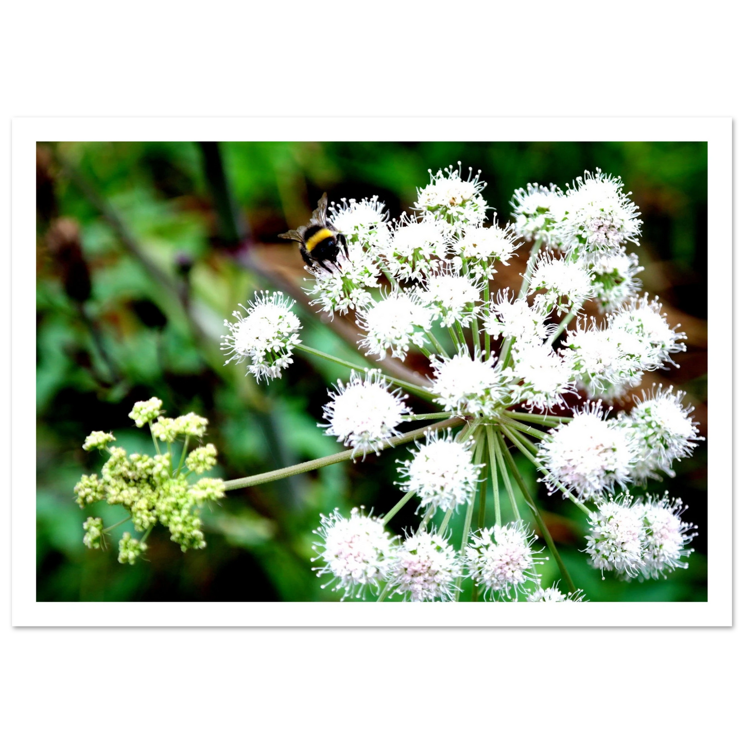 Expression of the Bumblebee - Arthena