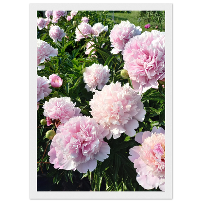 Peonies - Poster - Arthena