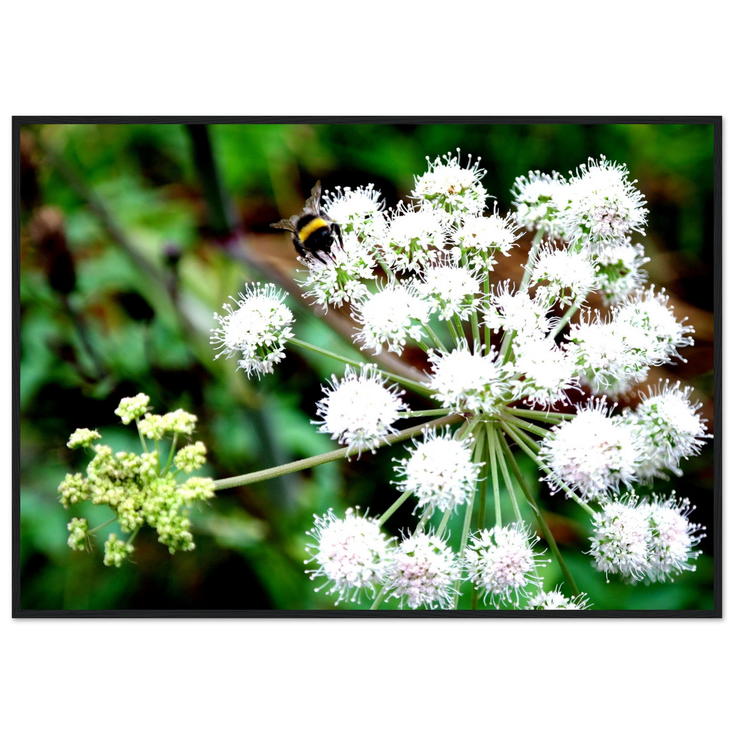 Expression of the Bumblebee - Arthena