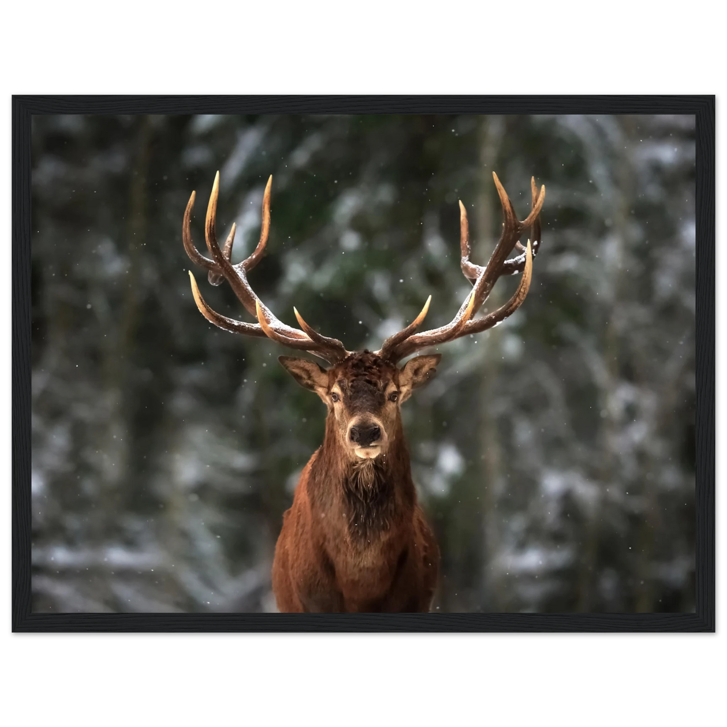 Stag in snow - Poster - Arthena