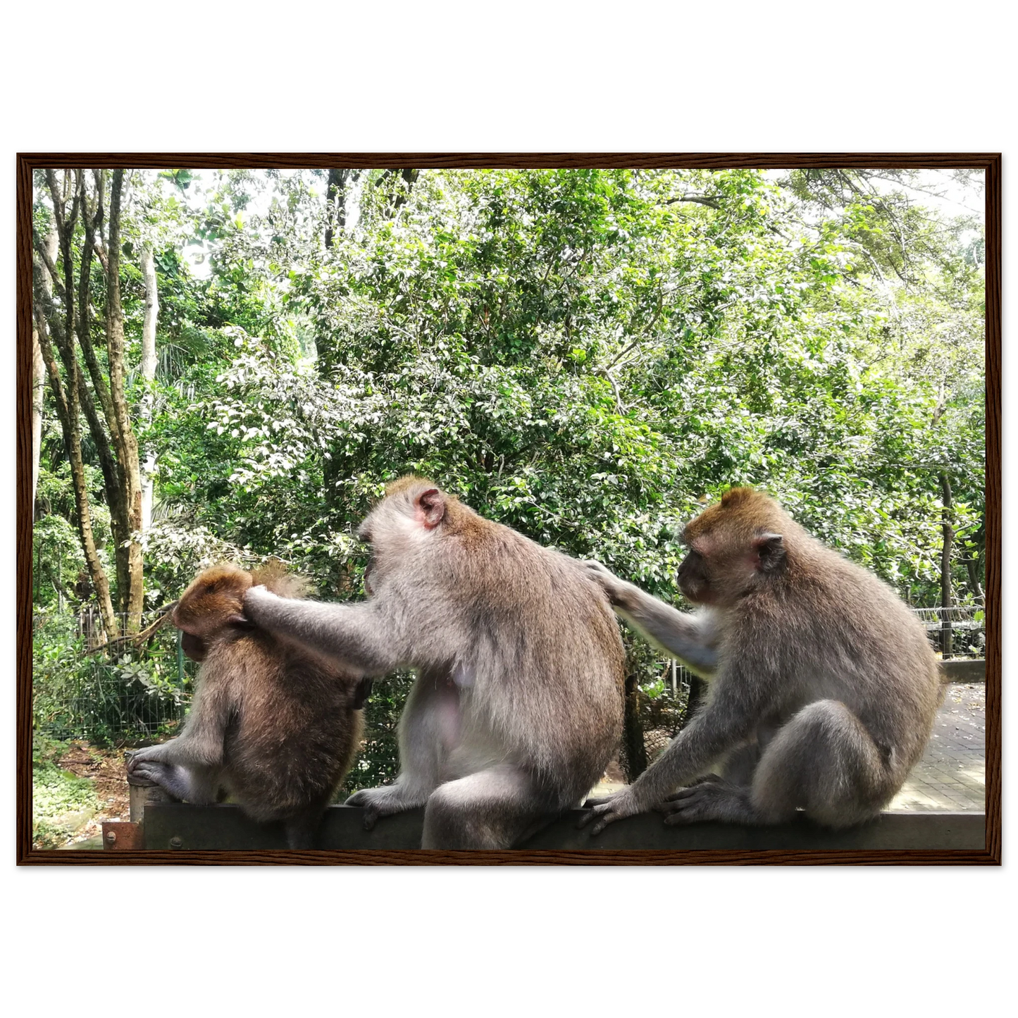 Monkey Scratchers - Poster - Arthena
