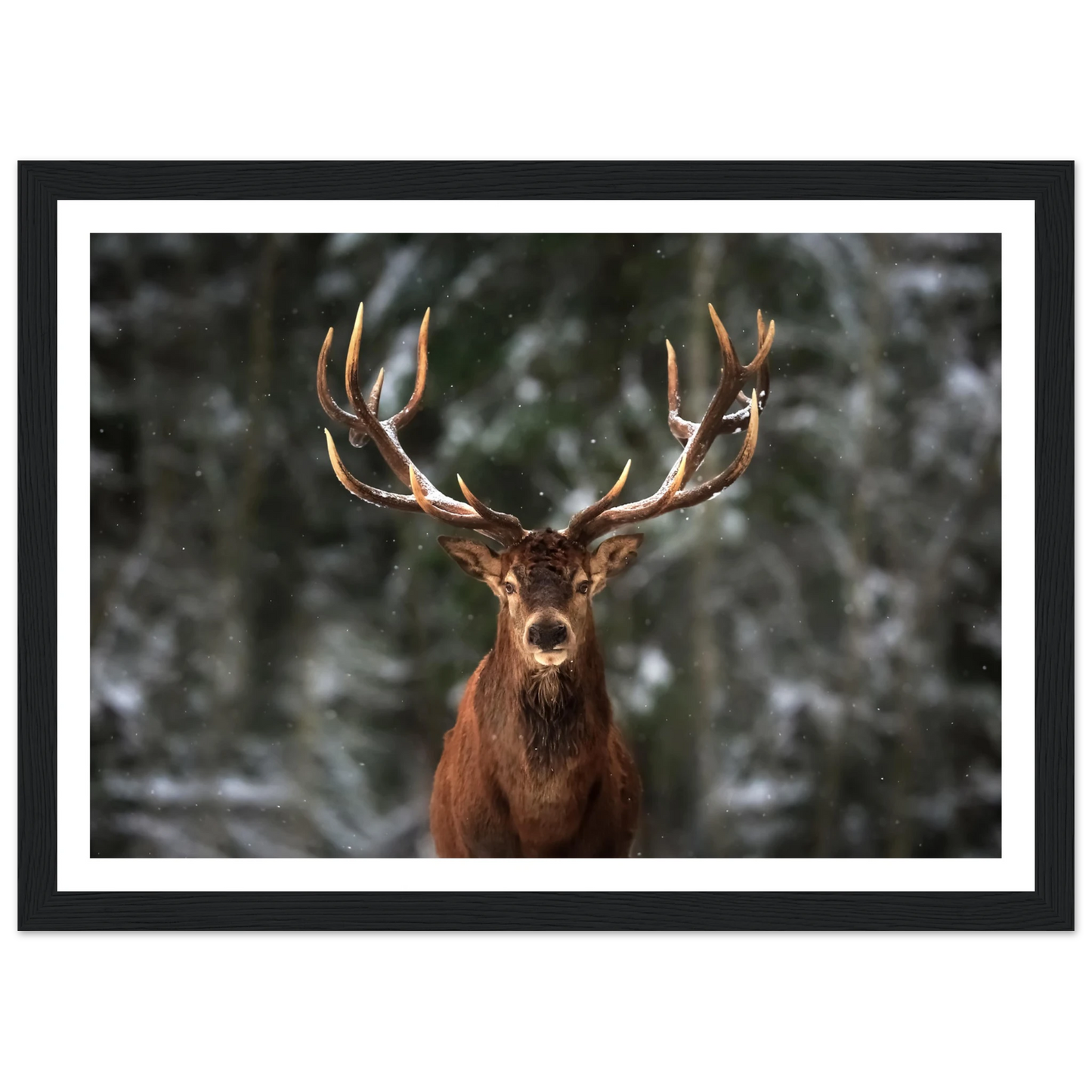 Stag in snow - Poster - Arthena