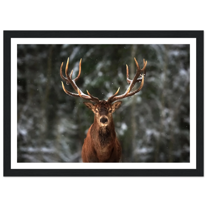 Stag in snow - Poster - Arthena