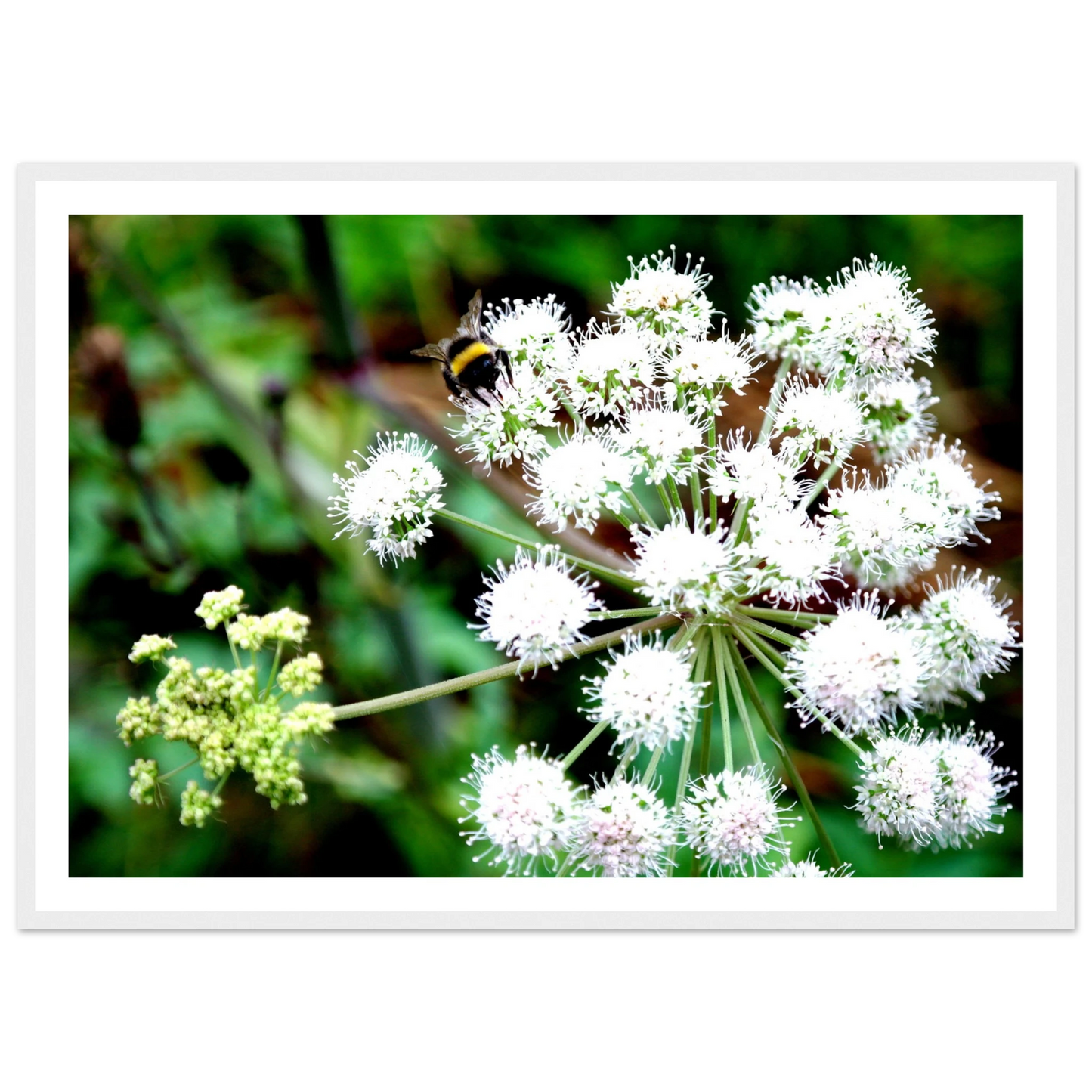 Expression of the Bumblebee - Arthena