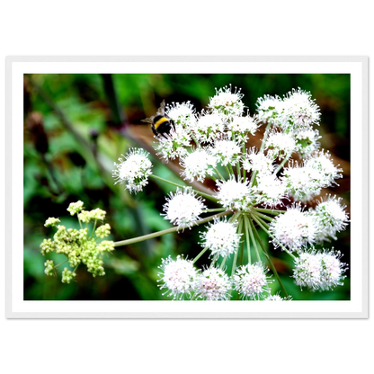 Expression of the Bumblebee - Arthena