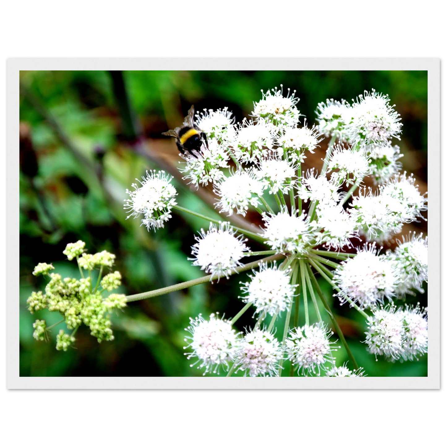 Expression of the Bumblebee - Arthena