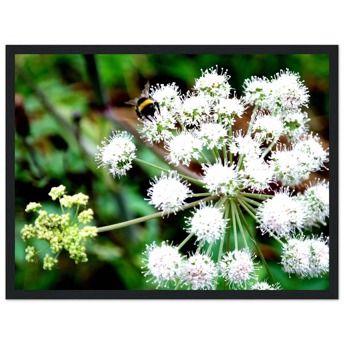 Expression of the Bumblebee - Arthena