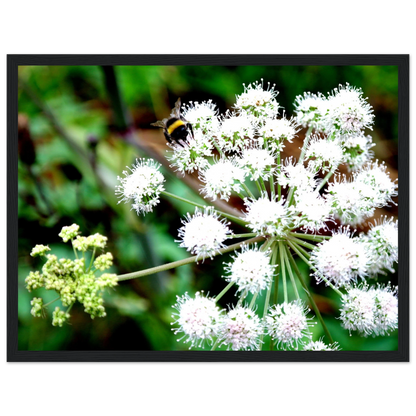 Expression of the Bumblebee - Arthena