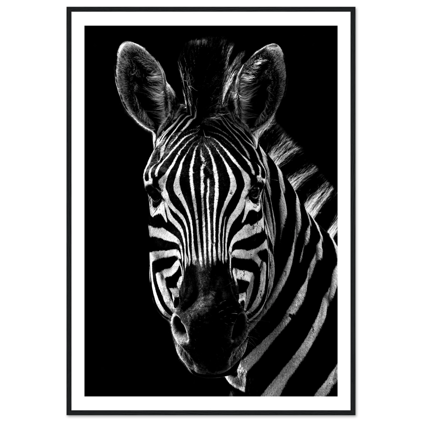Zebra - Poster - Arthena