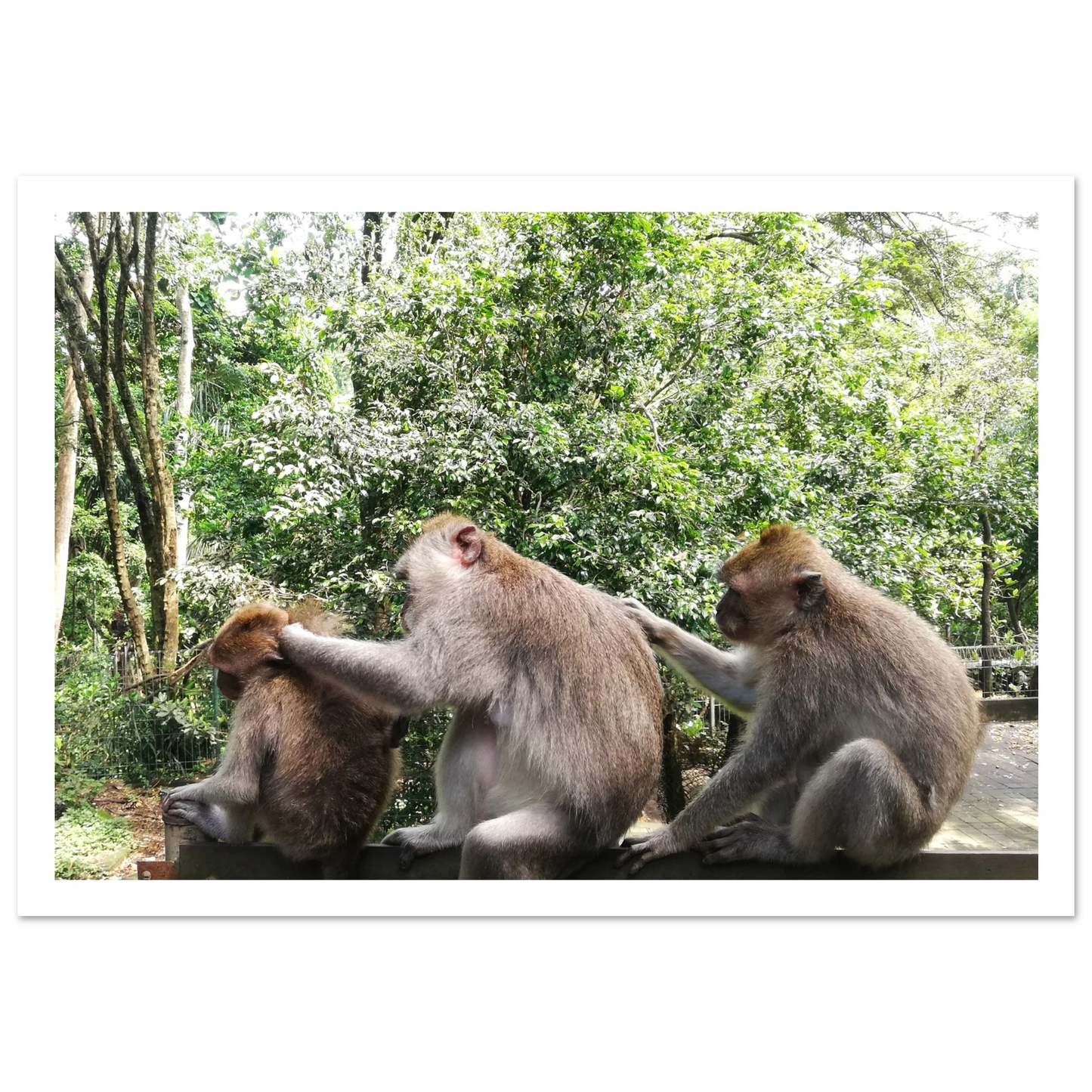 Monkey Scratchers - Poster - Arthena