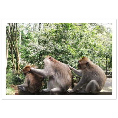 Monkey Scratchers - Poster - Arthena