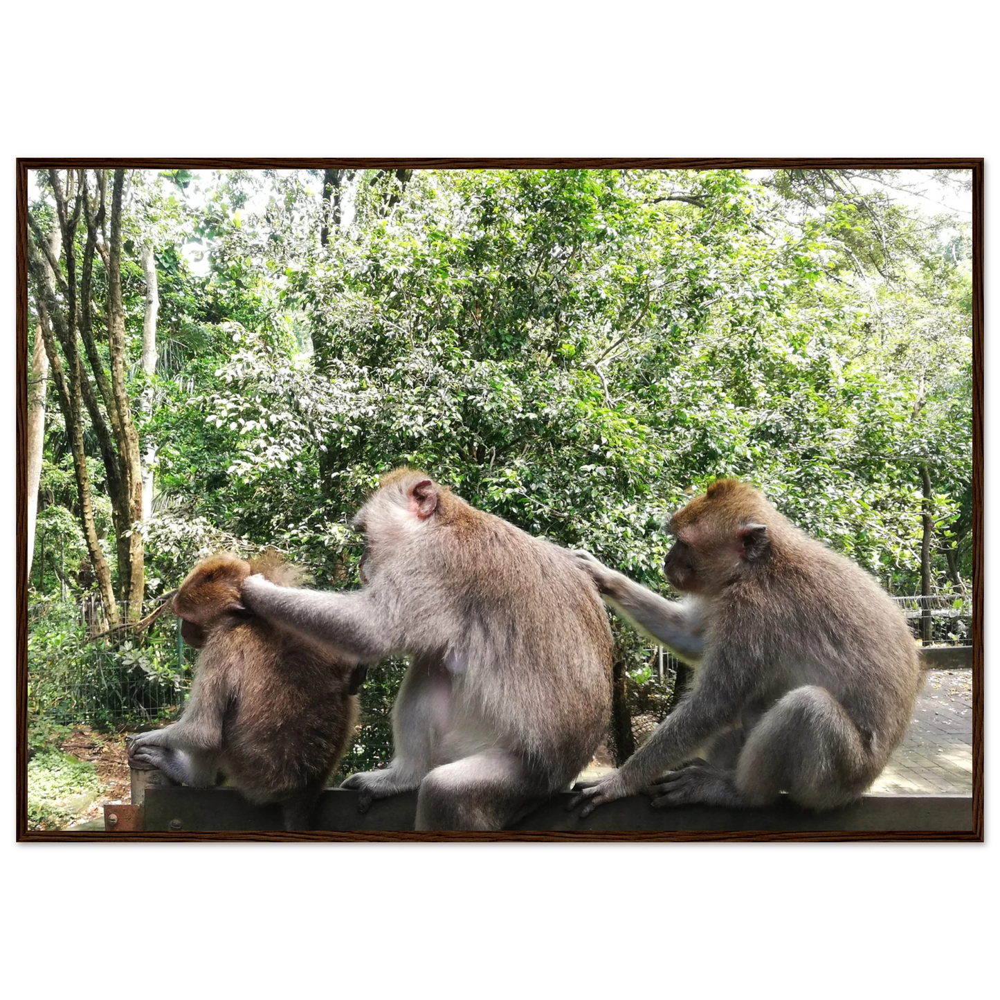 Monkey Scratchers - Poster - Arthena