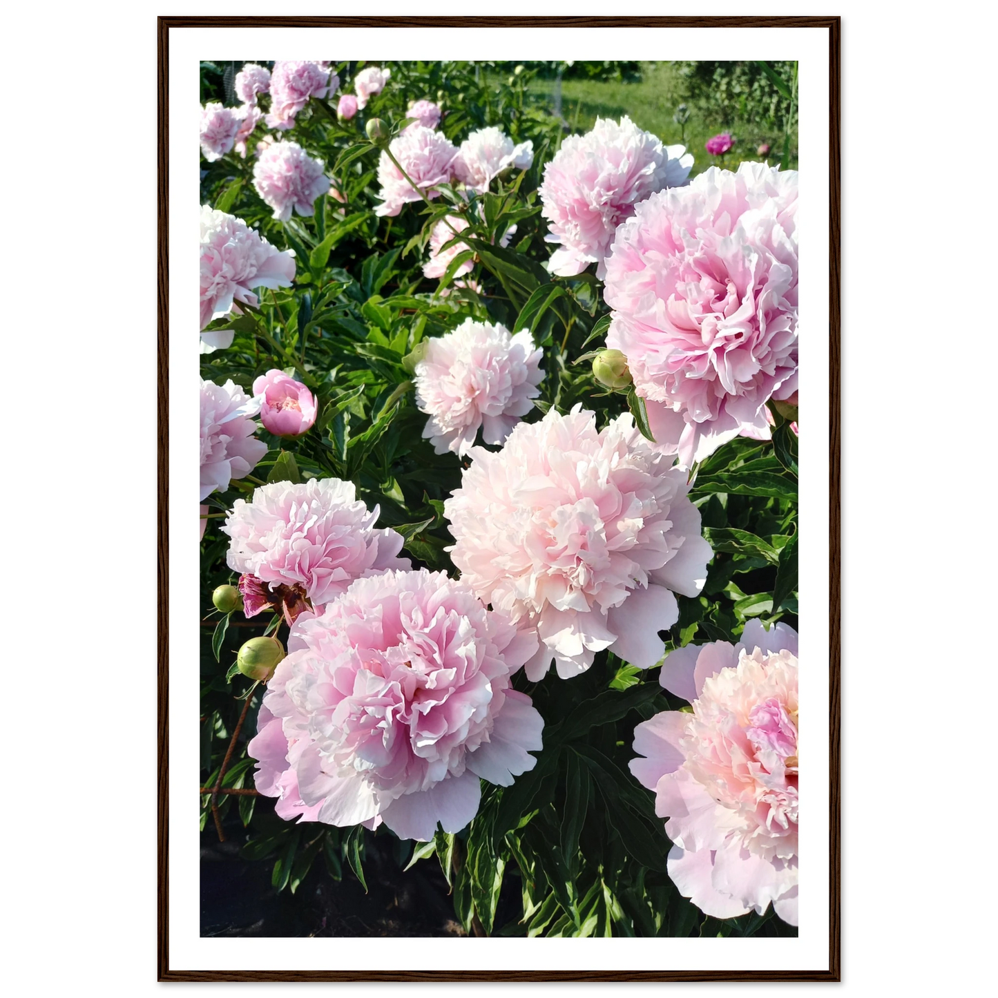 Peonies - Poster - Arthena